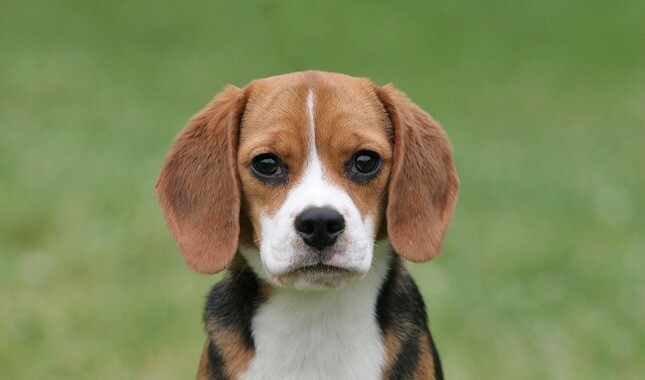 Beagle Dog