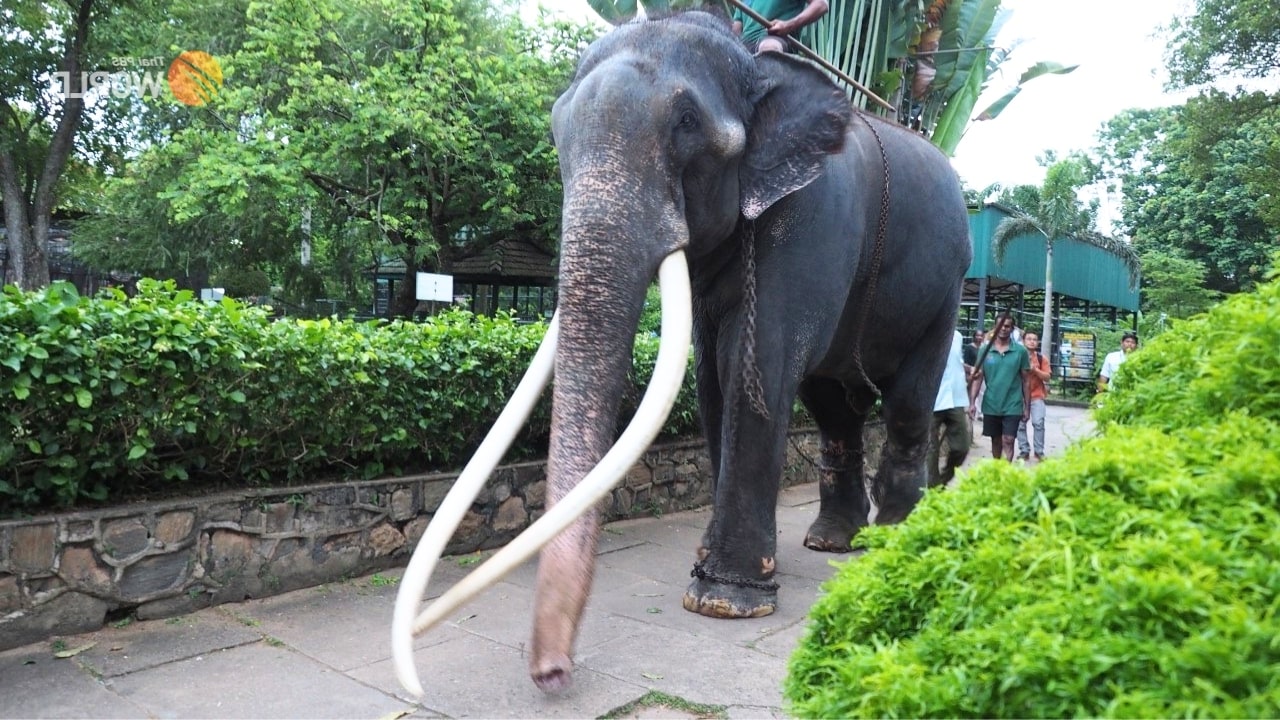 Thailand Gifted Elephant Airlifted From Sri Lanka You Won t Believe Why thailand-gifted-elephant-airlifted-from-sri-lanka-you-won-t-believe-why