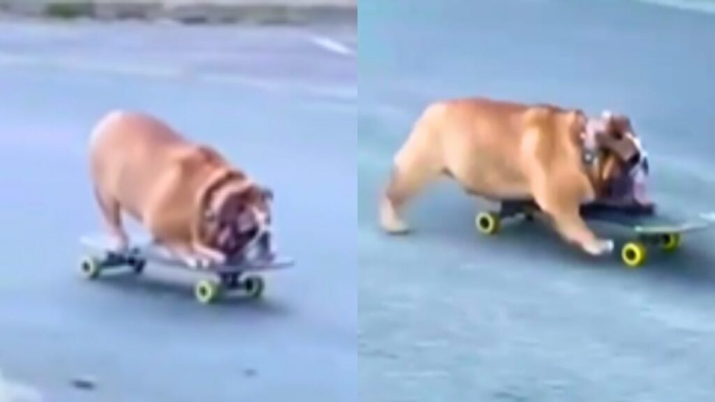 Dog Skateboarding Video Goes Viral; Watch This Dog Enjoy His Ride