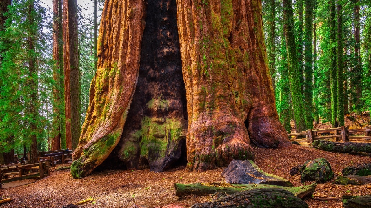 General Sherman Tree