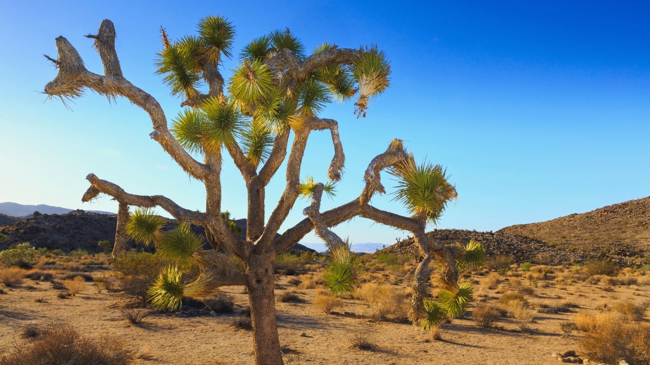 Joshua Tree