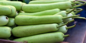 Bottle Gourd