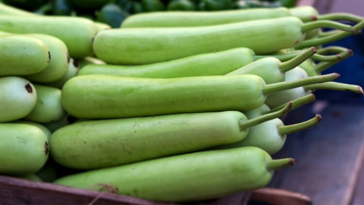 Bottle Gourd