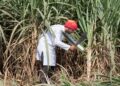 Sugarcane