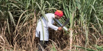 Sugarcane