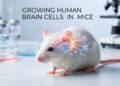 Human Mouse Brain Study