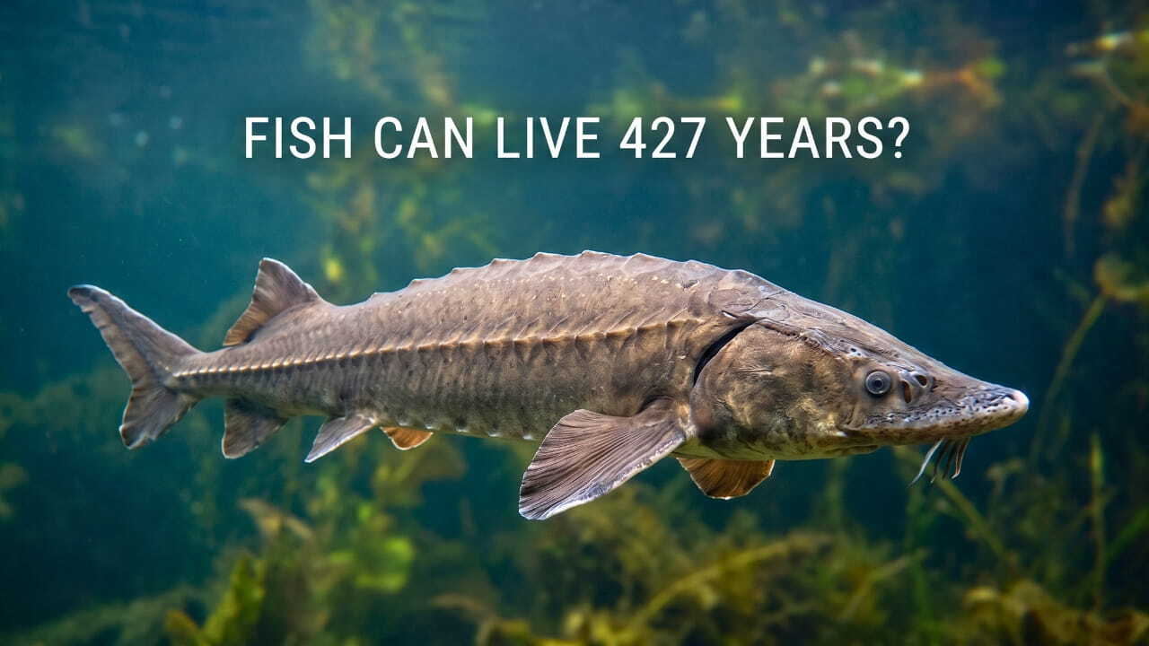 Lake Sturgeon Age