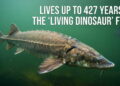 Lake Sturgeon Lifespan