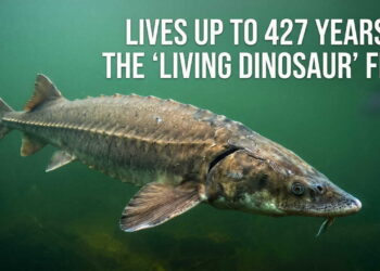 Lake Sturgeon Lifespan