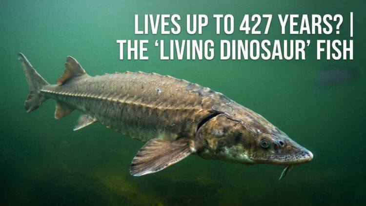 Lake Sturgeon Lifespan